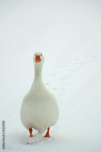 goose in snow