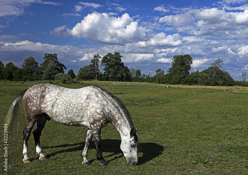 grey dapple horse grazing