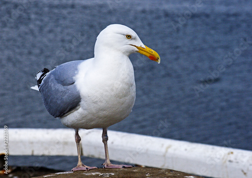 seagull at sea