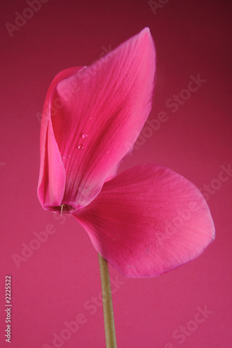pink cyclamen