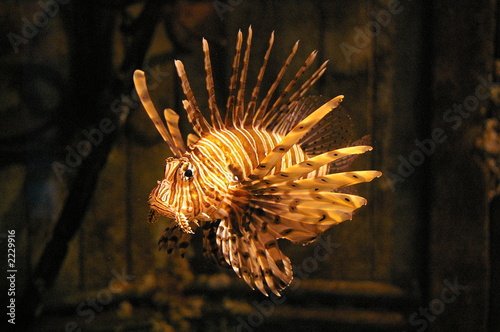 devil fish