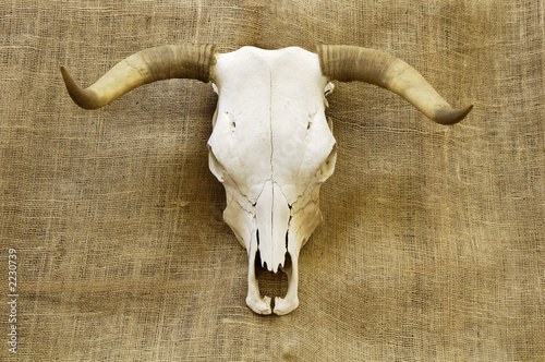 skull on burlap