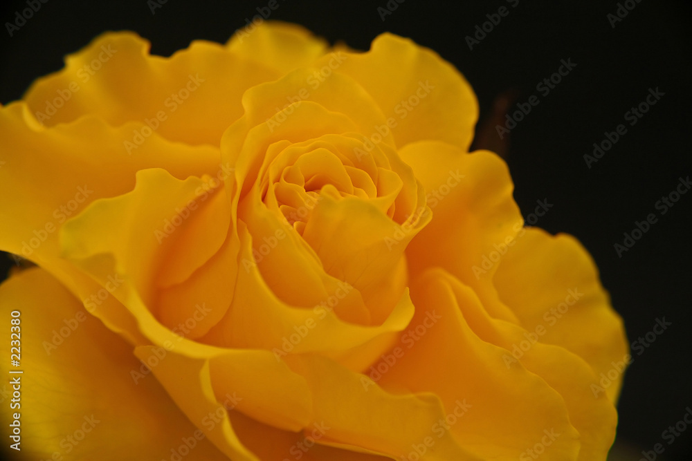 yellow queen