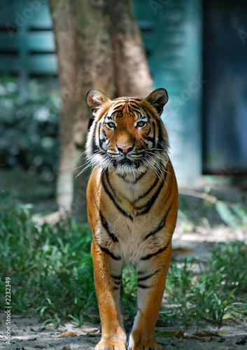 Fototapeta Naklejka Na Ścianę i Meble -  tiger looking at you