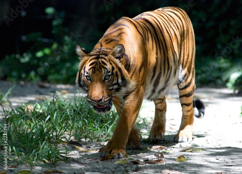 walking tiger