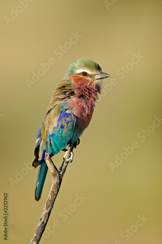 lilac-breasted roller photo