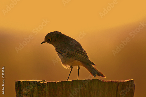 vogel auf einem baumstumpf