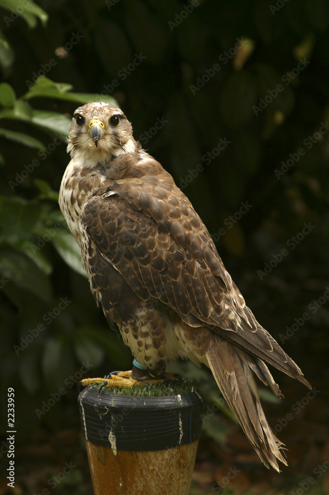 Naklejka premium captive bird