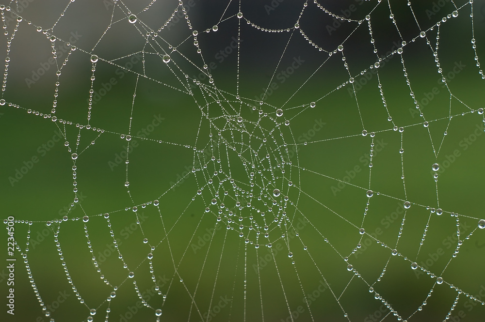 dew on spiders web dew on spiders web
