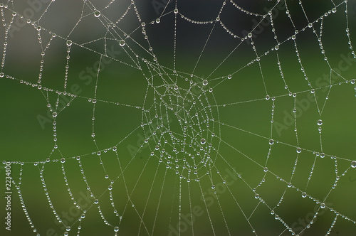 dew on spiders web