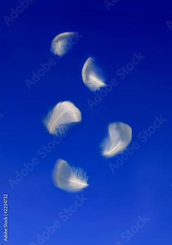 plumes 2
