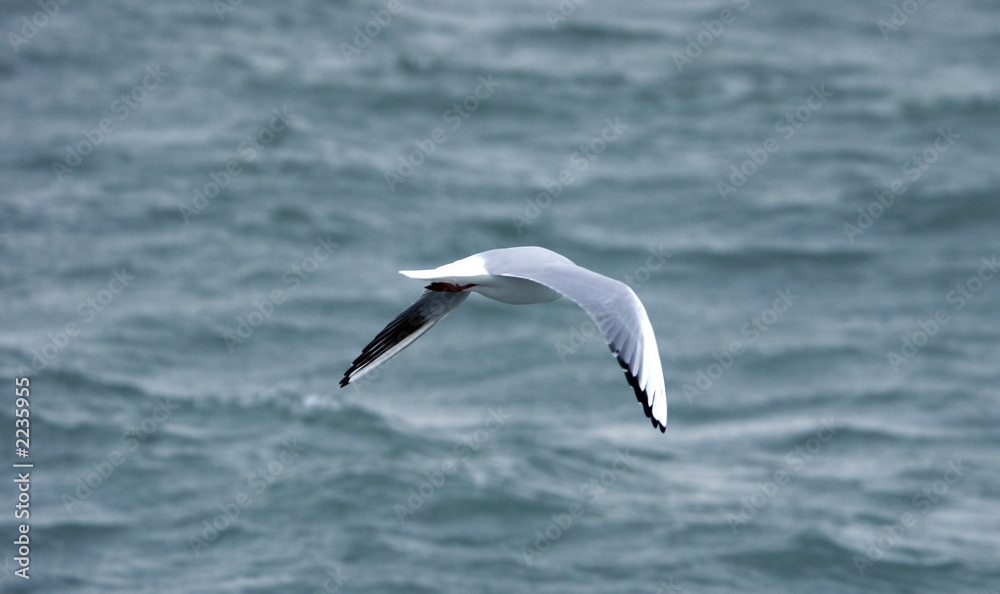 mouette en vol