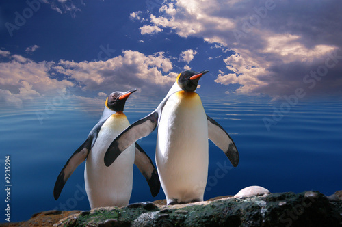 pingouins photo