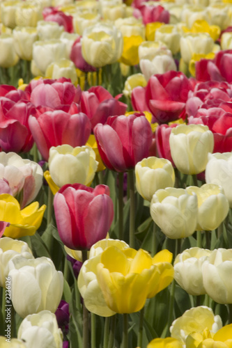 tulips
