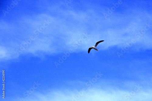 seagull 003