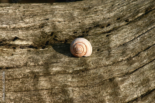 shell
