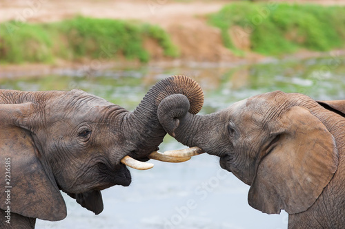 Photography trunk twister