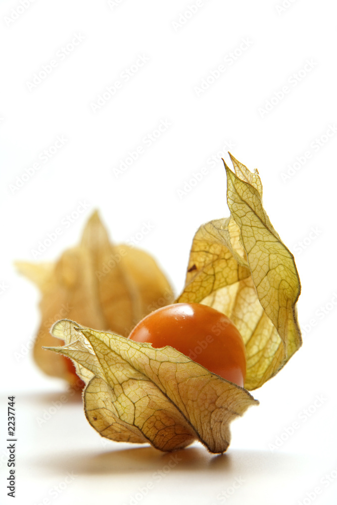 physalis physalis