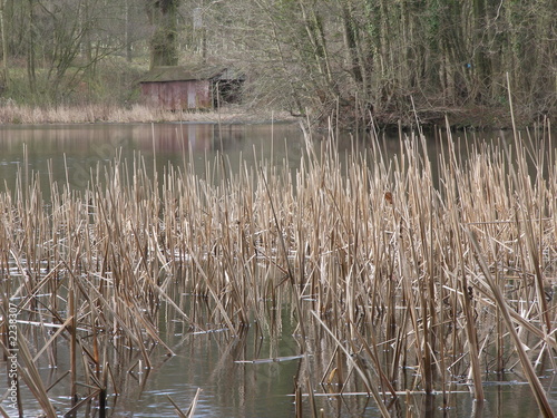 water reeds photo