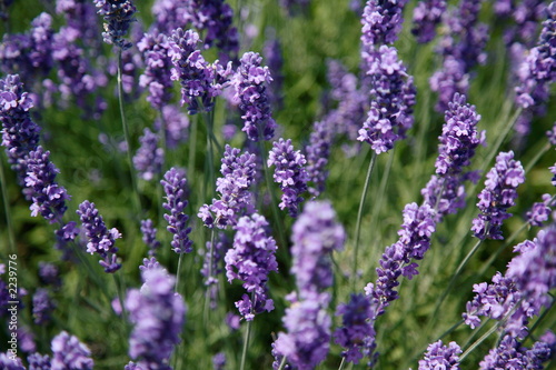 lavender