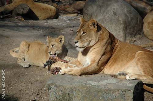 lions