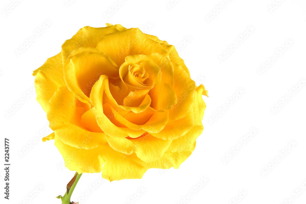 yellow rose yellow rose