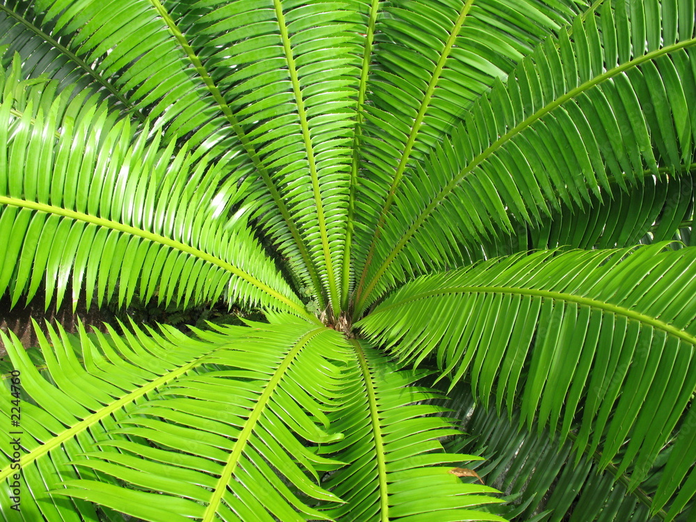 open green fern leaf background