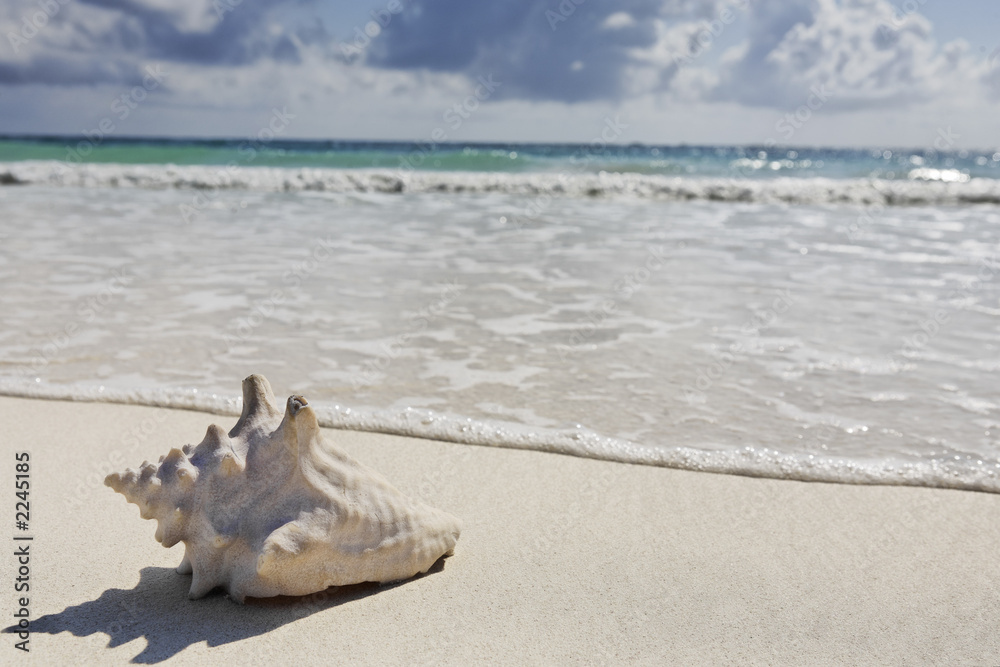 sea shell on the beach sea shell on the beach