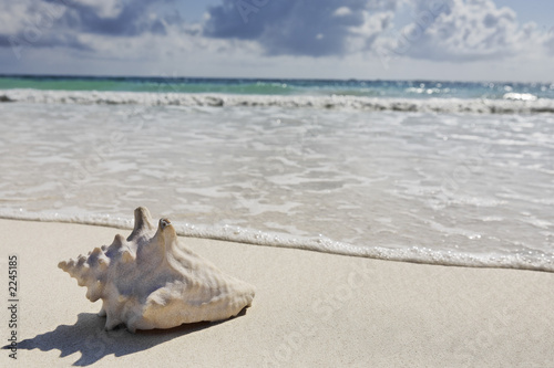 sea shell on the beach © snaptitude