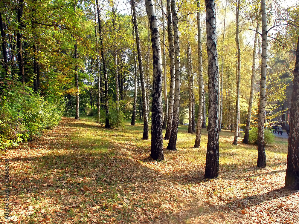 fall forest fall forest