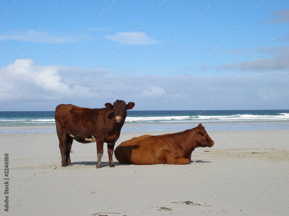 cows on the beach cows on the beach