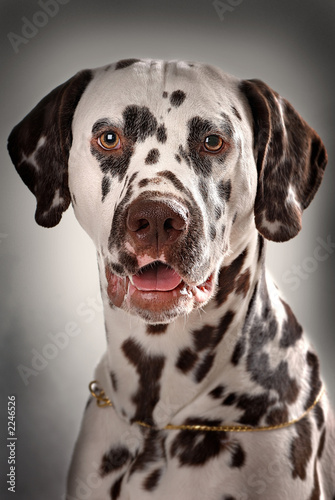 dogs 3