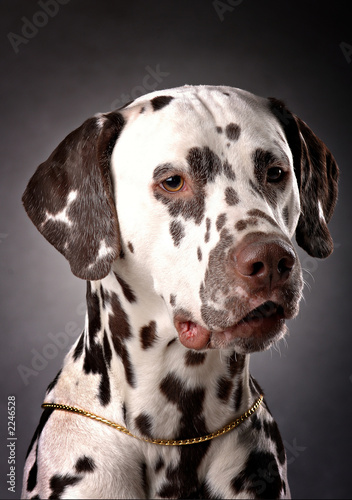 dogs 5