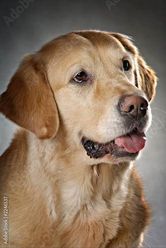 dogs 1