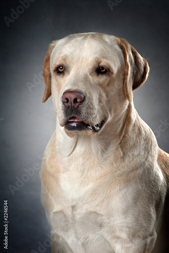 dogs 6