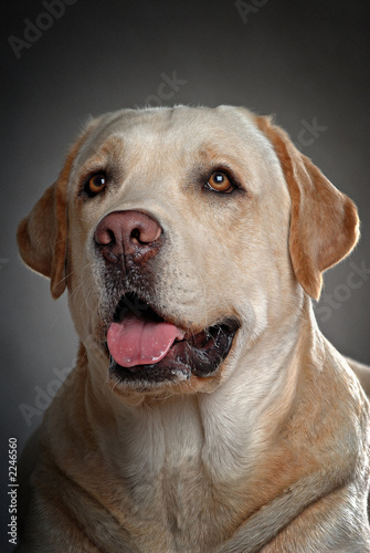 dogs 8