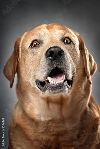 dogs 10