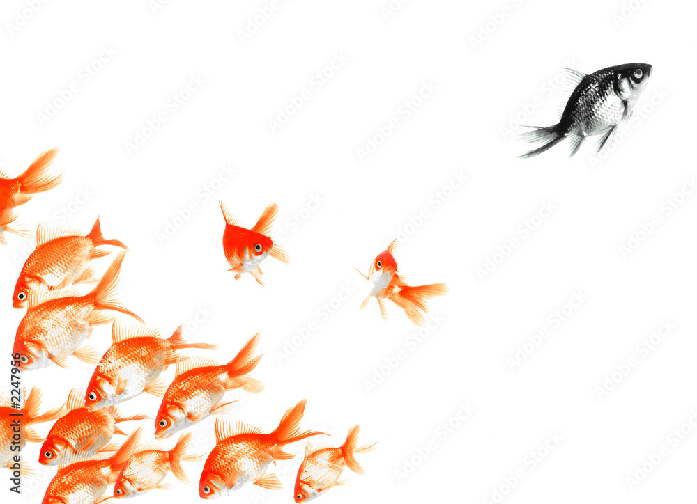 black fish: ou le vilain petit canard... black fish: ou le vilain petit canard...