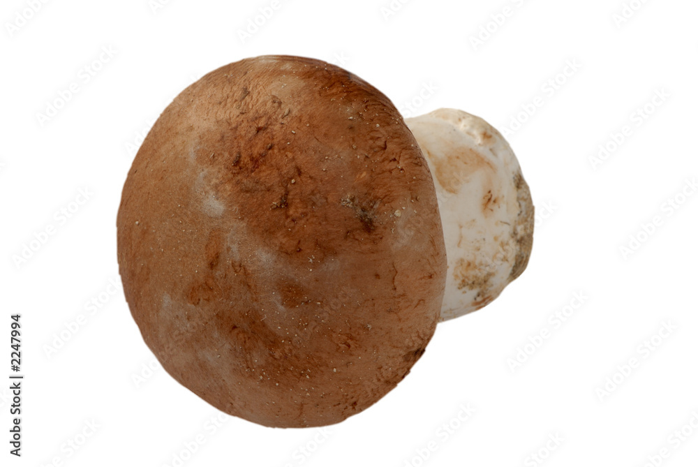 Fototapeta premium champignon de paris