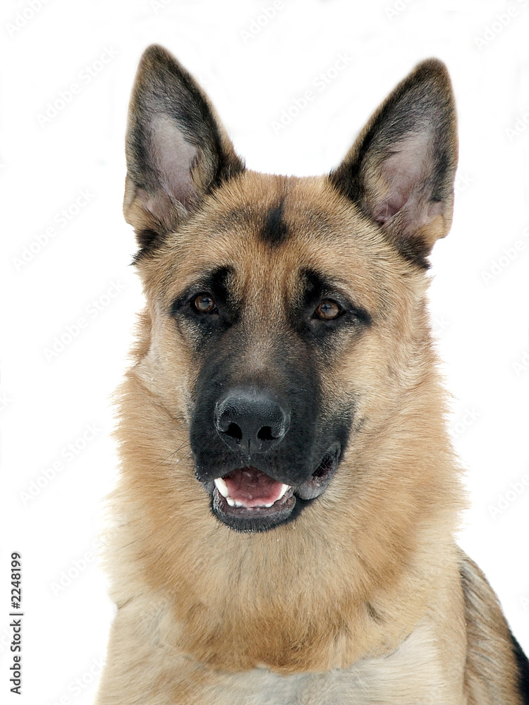 dog on(over;along;down;under) moniker rantonina bismark dog on(over;along;down;under) moniker rantonina bismark