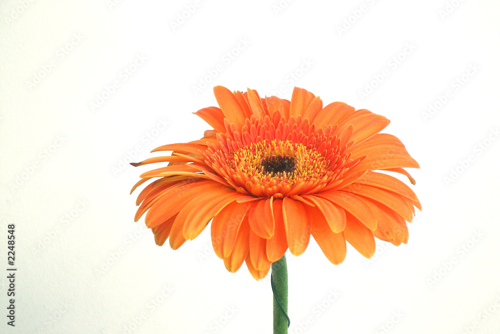 la fleur orange