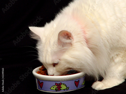 cat eating food