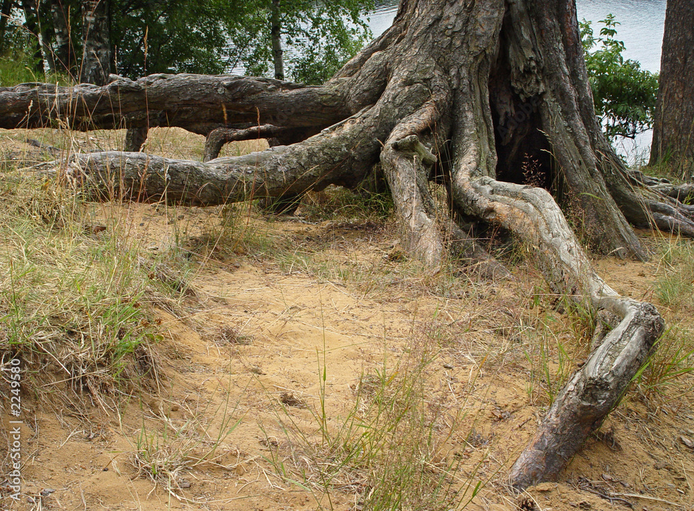 roots roots