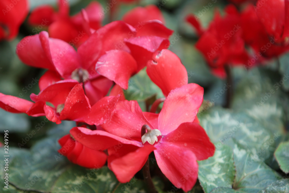 Fototapeta premium red garden flowers