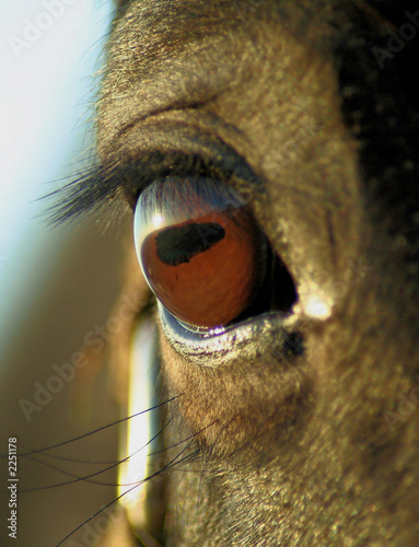 horse-eye