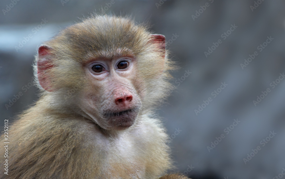 Naklejka premium cute monkey