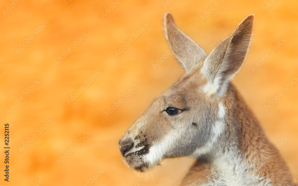 kangaroo portrait