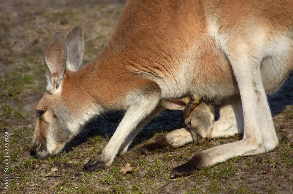 mother and baby kangaroo