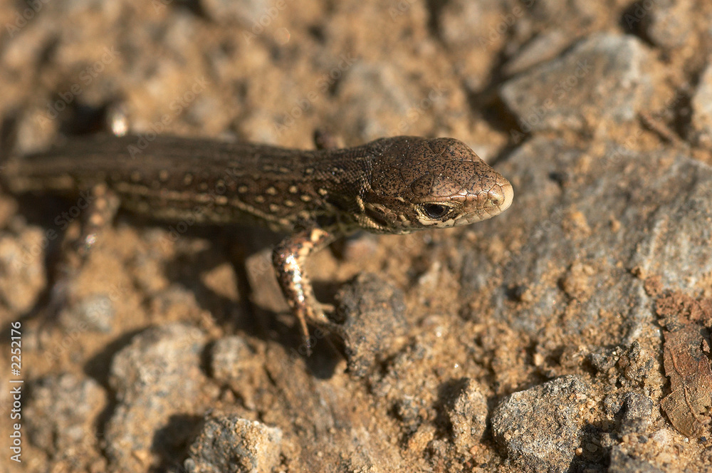 lizard lizard