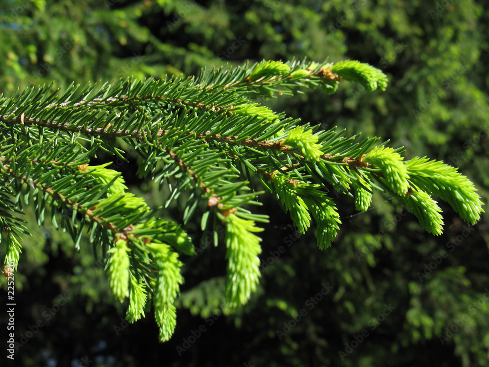 fir fir